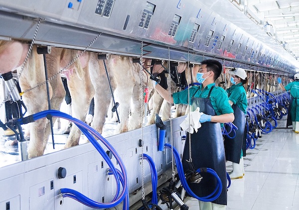 Kh&aacute;m[-]ph&aacute;[-]trang[-]trại[-]"Th&ocirc;ng[-]minh"[-]của[-]Vinamilk